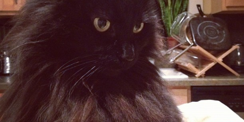 ラグドールの性格を徹底解説｜甘えん坊・おとなしさの実態をブリーダーが語る