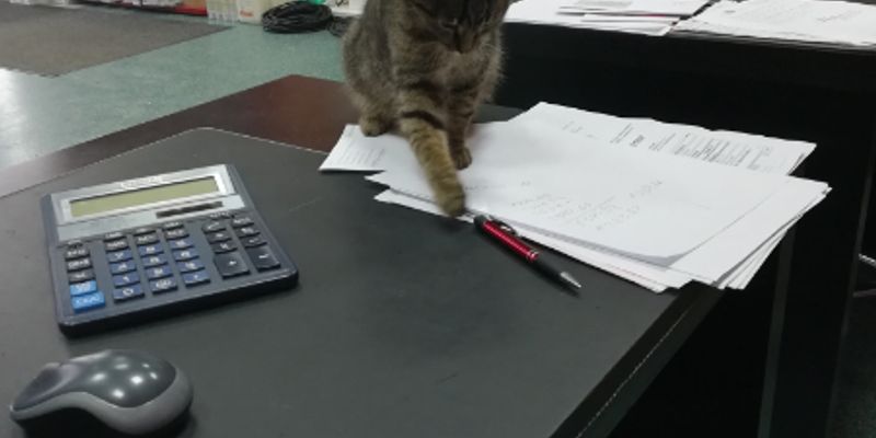 白猫の性格は気高いだけじゃない？難聴リスクと飼い方をブリーダーが解説