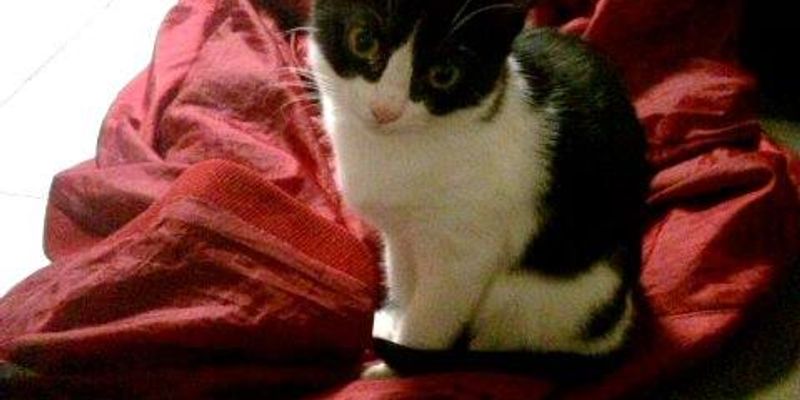 サイベリアンの寿命は何年？HCM対策と長生きの秘訣をブリーダーが解説