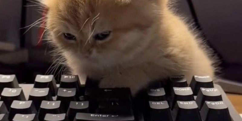 サイベリアンの値段はいくら？相場・価格差の5要因・飼育コストをブリーダーが解説