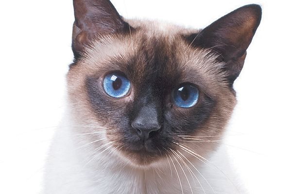 Gatito 2