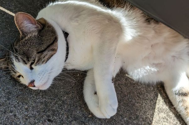 Gatito 3