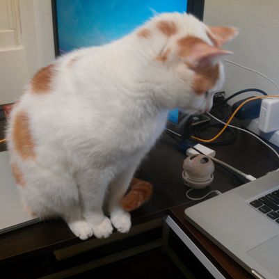 A cat