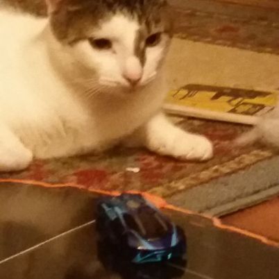 A cat