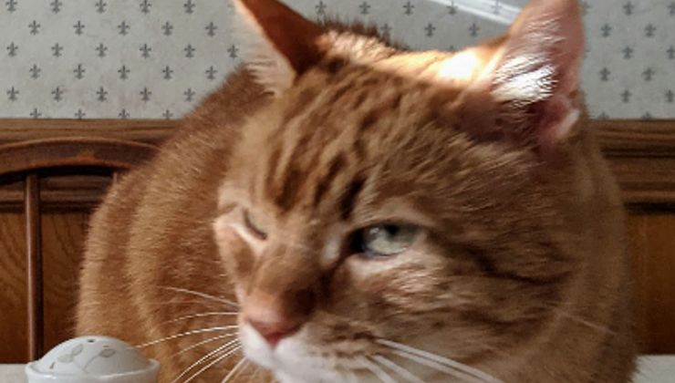 Random cat