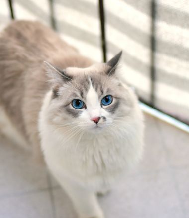 Rescue cat waiting for adoption