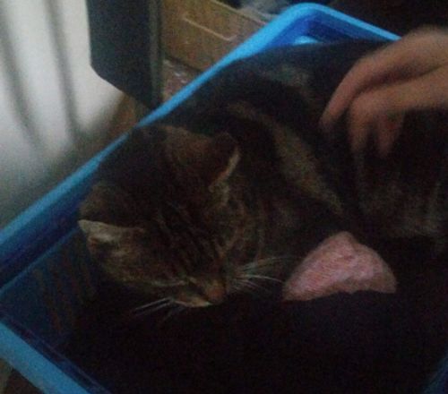 Friendly customer service for cat owners too