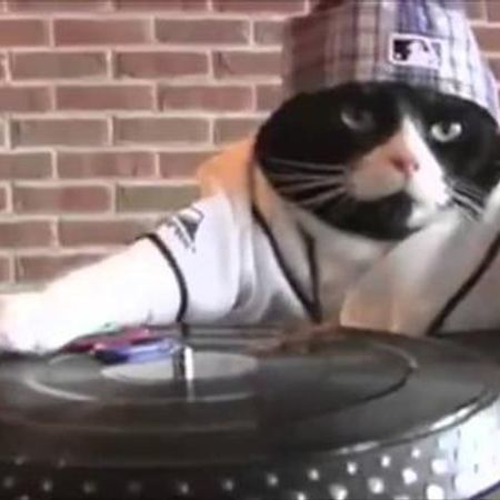 Another random happy cat