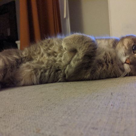 Random happy cat