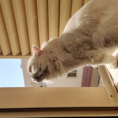 Another random happy cat