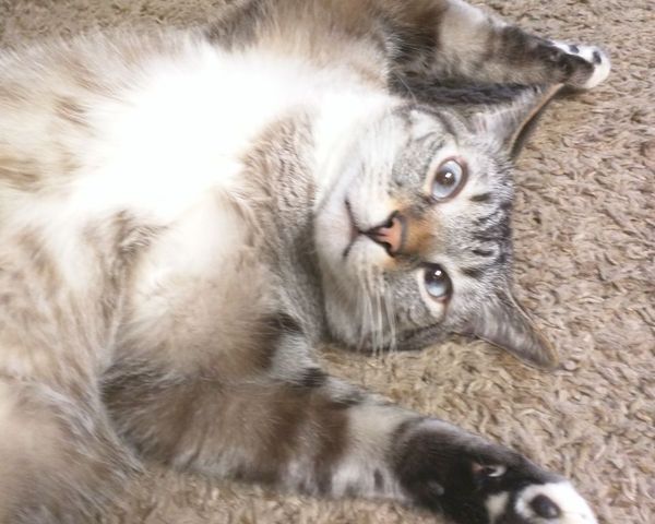 ブリティッシュショートヘア メス - 神奈川県厚木市