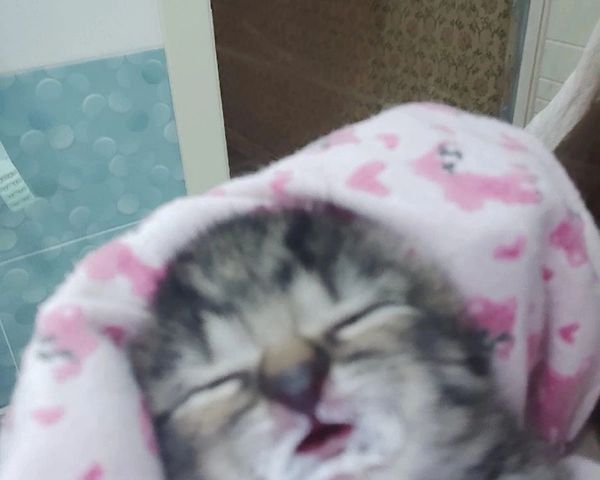 メインクーン メス - 埼玉県さいたま市