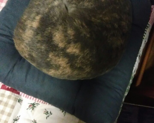 ペルシャ オス - 千葉県成田市