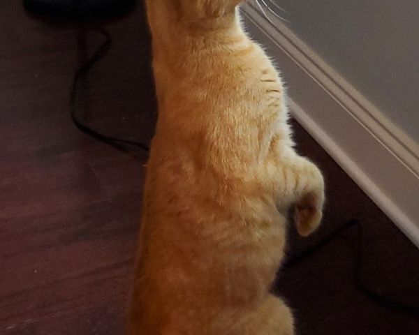 ノルウェージャンフォレストキャット メス - 神奈川県厚木市