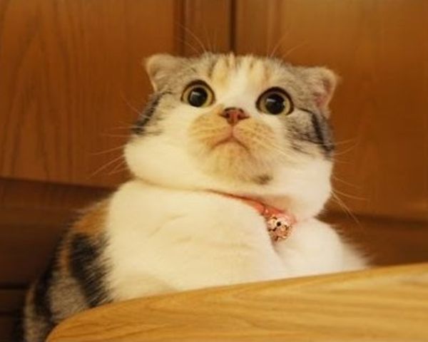 アメリカンショートヘア オス - 茨城県つくば市