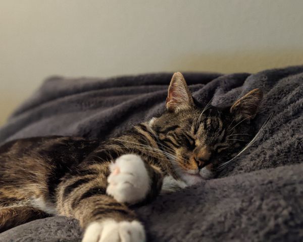 スコティッシュフォールド メス - 埼玉県さいたま市