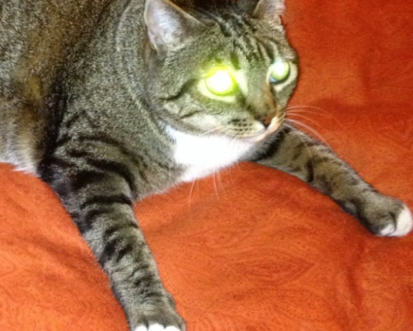 ブリティッシュショートヘア メス - 神奈川県厚木市