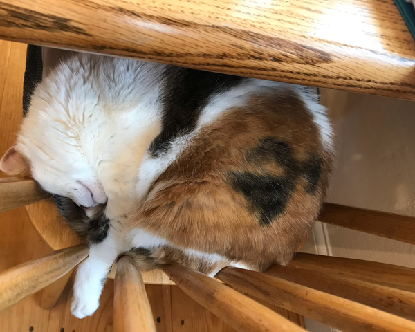 ラグドール オス - 茨城県つくば市