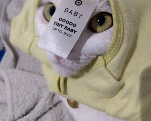 アメリカンショートヘア オス - 茨城県つくば市