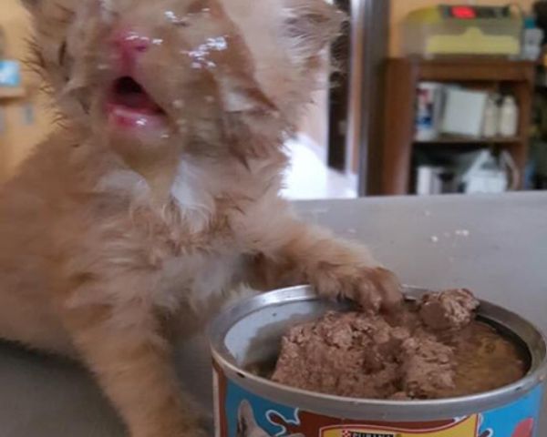 スコティッシュフォールド メス - 埼玉県さいたま市