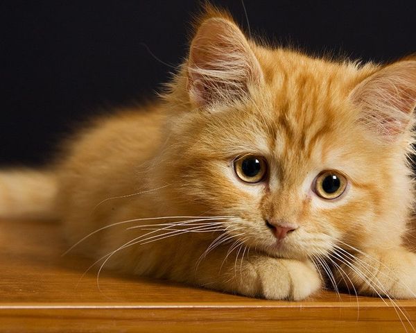 マンチカン オス - 千葉県成田市