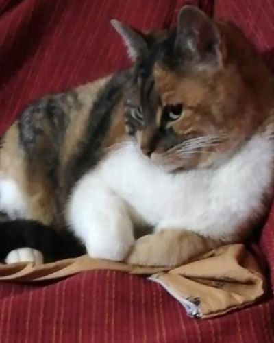 Platzhalter-Foto (Katze) für das Buchcover „Nähen mit Claudia“ – in Leadpages ersetzen