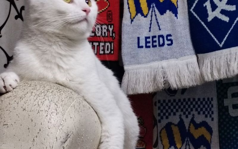 Котик