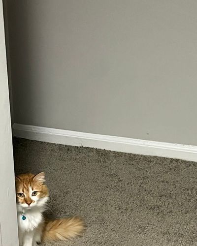 Kitten settling in