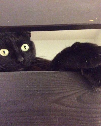 Kitten exploring