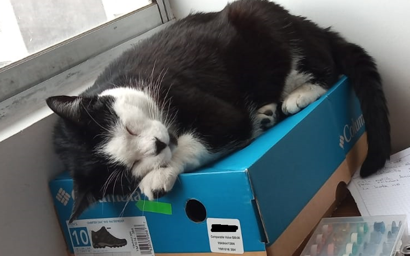 Котик