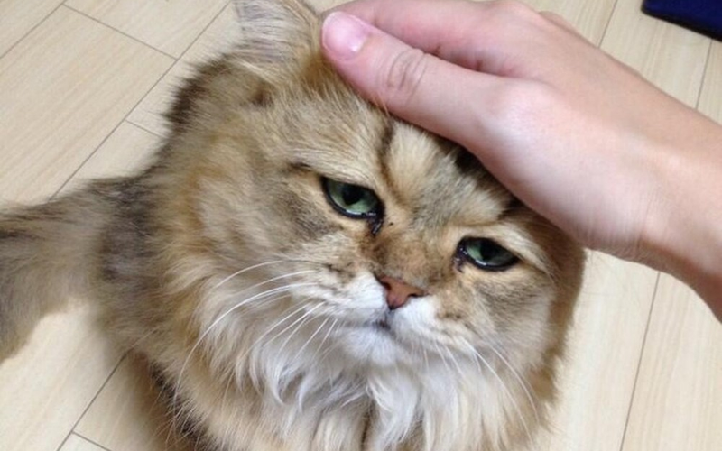 Котик
