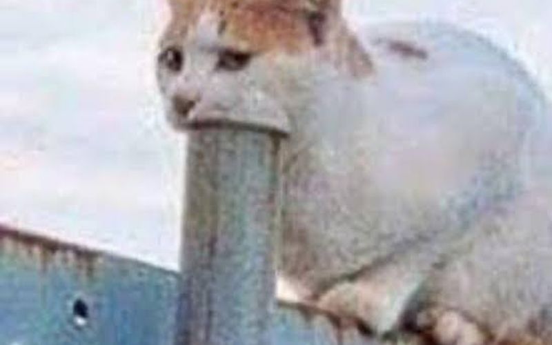Котик