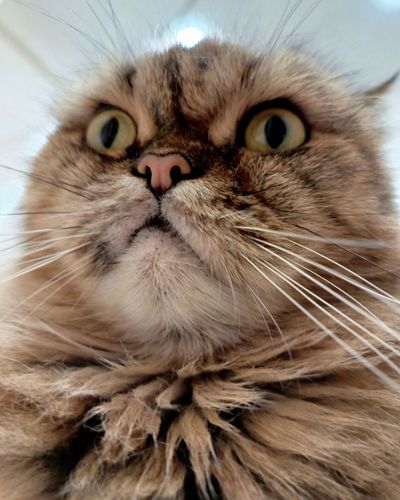 赛博猫咪