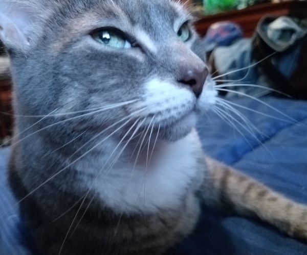 Chat heureux