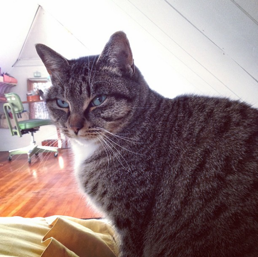 All cat 4