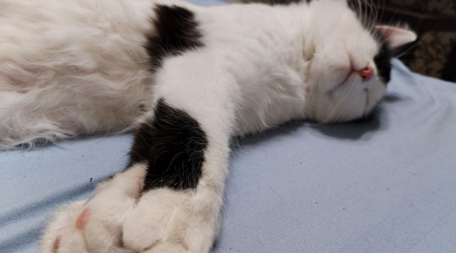 Cute cat relaxing on a clean rug at home