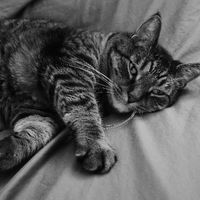Cute cat