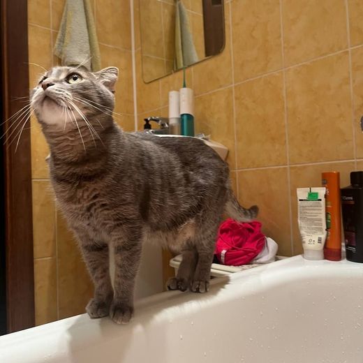 Executive cat