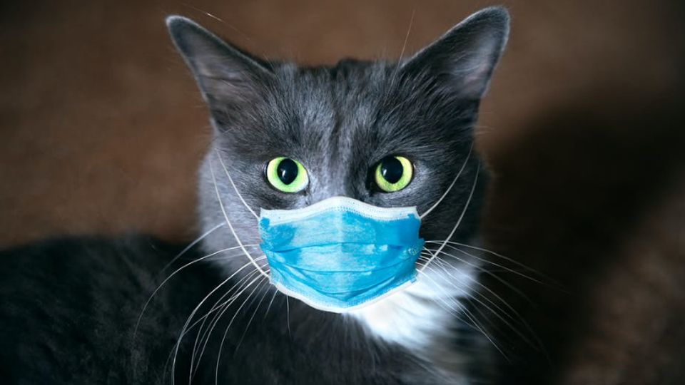 A randomly generated cat