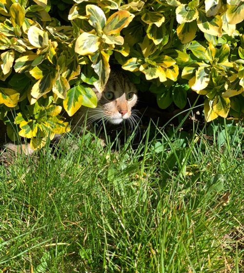 Cat relaxing at home