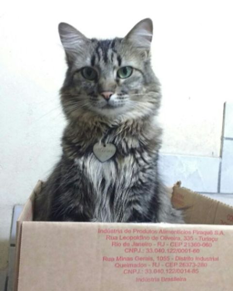 Platzhalter-Foto (Katze) – in Leadpages durch ein Foto zum Overlock-Beginner-Kurs ersetzen