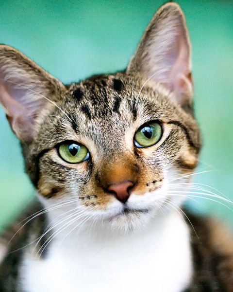 Platzhalter-Foto (Katze) – in Leadpages durch ein Foto zum Coverstitch-Kurs ersetzen