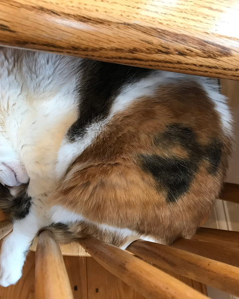 Platzhalter-Foto (Katze) – in Leadpages durch ein Foto an der Coverstitch ersetzen