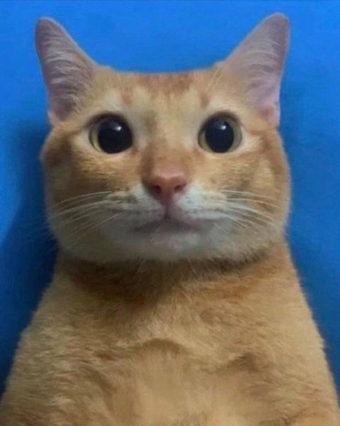 Platzhalter-Foto (Katze) – in Leadpages durch ein Porträt von Claudia Witticke ersetzen