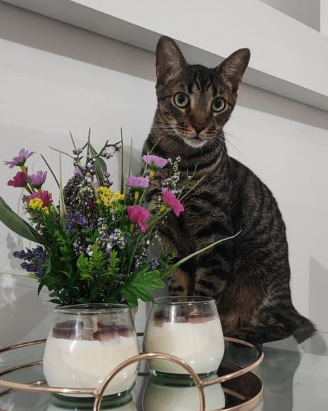 Platzhalter-Foto (Katze) – in Leadpages durch ein Foto zum Coverstitch-Beginner-Kurs ersetzen
