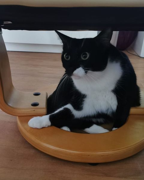 Platzhalter-Foto (Katze) – in Leadpages durch ein Foto an der Coverstitch ersetzen