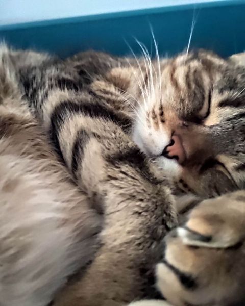 Platzhalter-Foto (Katze) – in Leadpages durch ein Porträt von Claudia Witticke ersetzen