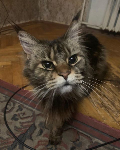 Platzhalter-Foto (Katze) – in Leadpages ersetzen