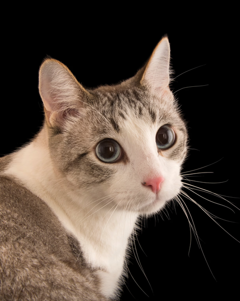 Platzhalter-Foto (Katze) – in Leadpages ersetzen