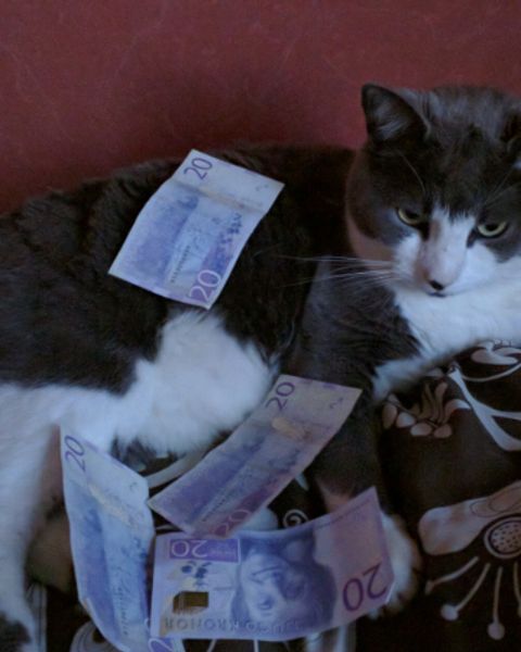 Platzhalter-Foto (Katze) – in Leadpages durch ein Foto zum Kurs ersetzen